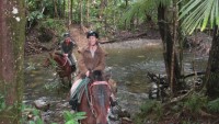 Cape Trib Beach Horse Rides