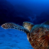 Reef Encounter Top Deck Club