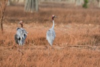 Bird Watching Tour Cairns