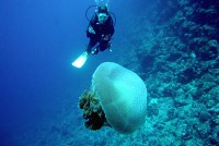 diving cairns